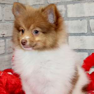 Pomeranian Puppy Lou