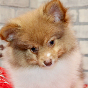 Pomeranian Puppy Lou