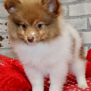 Pomeranian Puppy Lou