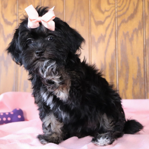 Havanese Puppy Kelsey