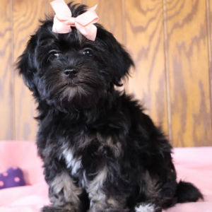 Havanese Puppy Kelsey