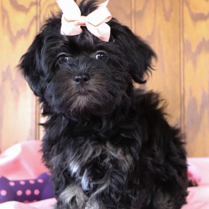 Havanese Puppy Kelsey