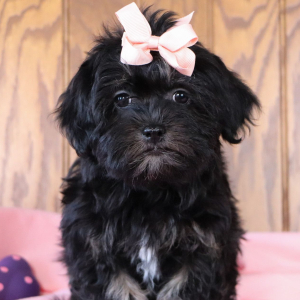 Havanese Puppy Kelsey