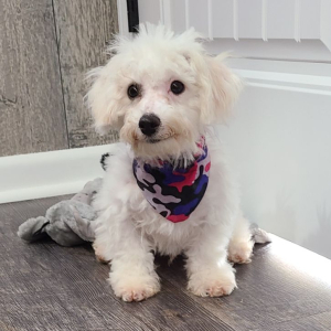 Bichon Frise Puppy Archie