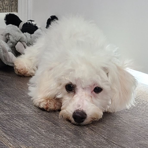 Bichon Frise Puppy Archie