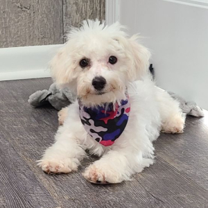 Bichon Frise Puppy Archie