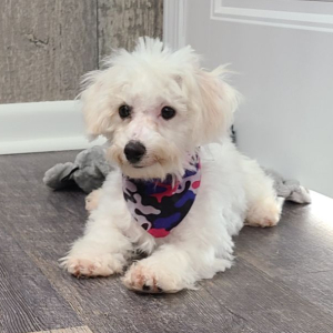 Bichon Frise Puppy Archie