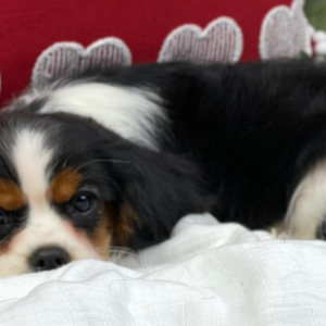 Cavalier King Charles Spaniel Puppy Christmas