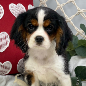 Cavalier King Charles Spaniel Puppy Christmas