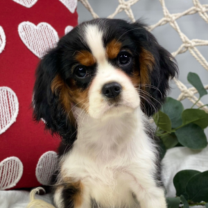 Cavalier King Charles Spaniel Puppy Christmas