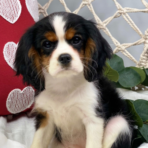 Cavalier King Charles Spaniel Puppy Christmas