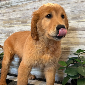 Golden Retriever Puppy Toby