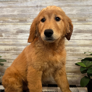 Golden Retriever Puppy Toby