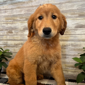 Golden Retriever Puppy Toby