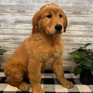 Golden Retriever Puppy Toby