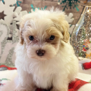 Maltipoo Puppy Gio