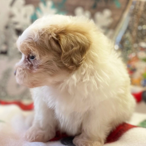 Maltipoo Puppy Gio
