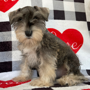 Miniature Schnauzer Puppy Cassie
