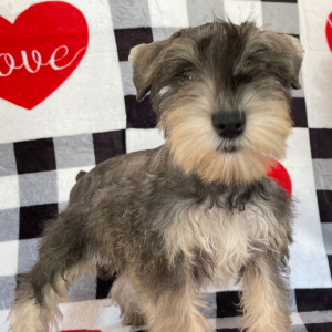 Miniature Schnauzer Puppy Cassie