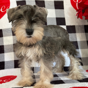 Miniature Schnauzer Puppy Cassie
