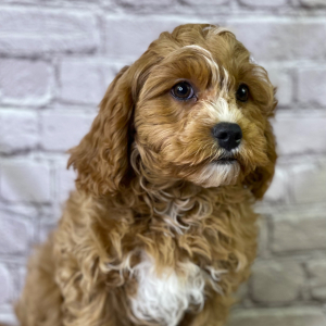 Cavapoo Puppy Ascher