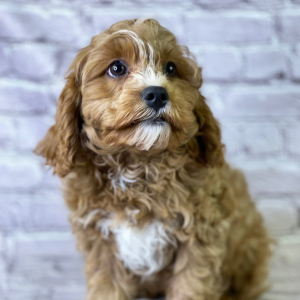 Cavapoo Puppy Ascher