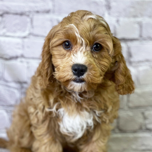 Cavapoo Puppy Ascher