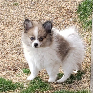 Pomeranian Puppy Scrappy