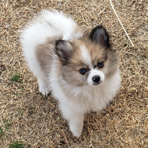 Pomeranian Puppy Scrappy