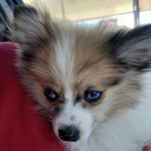 Pomeranian Puppy Scrappy