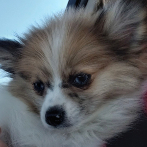 Pomeranian Puppy Scrappy