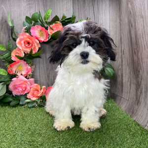 Shichon Puppy Kassie