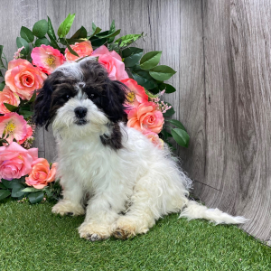 Shichon Puppy Kassie