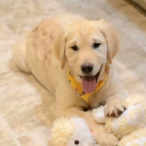 Golden Retriever Puppy Sahara