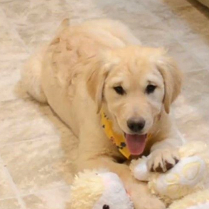 Golden Retriever Puppy Sahara