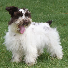Miniature Schnauzer Puppy Magnum