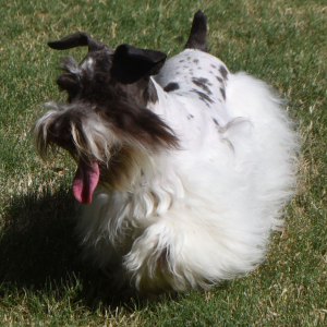 Miniature Schnauzer Puppy Magnum
