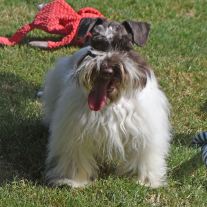 Miniature Schnauzer Puppy Magnum