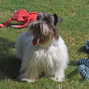Miniature Schnauzer Puppy Magnum