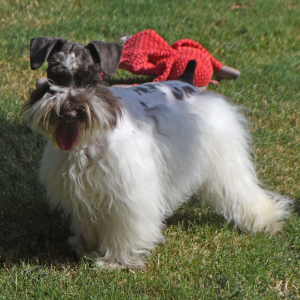 Miniature Schnauzer Puppy Magnum