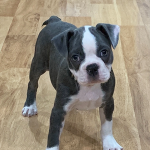 Boston Terrier Puppy Skye