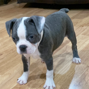 Boston Terrier Puppy Skye