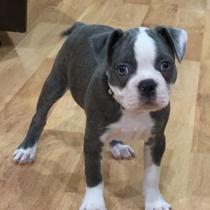 Boston Terrier Puppy Skye