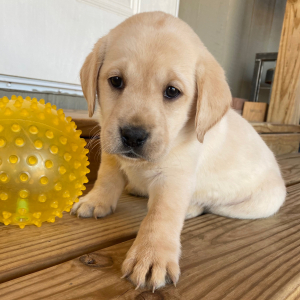 Labrador Retriever Puppy Ida