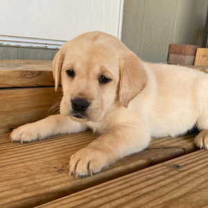 Labrador Retriever Puppy Ida