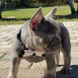 French Bulldog Puppy Jerry