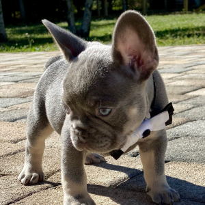 French Bulldog Puppy Jerry