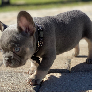 French Bulldog Puppy Jerry