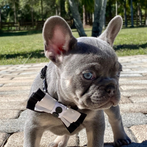 French Bulldog Puppy Jerry