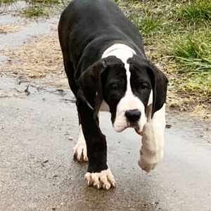 Great Dane Puppy Yale